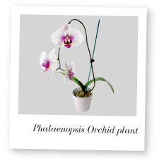 Phalaenopsis Plant