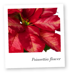 Poinsettia Flower