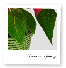 Poinsettia Foliage