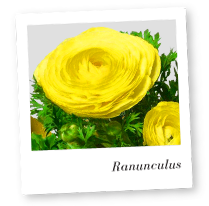 Ranunculus Flower Image