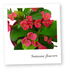 Somona flowers image