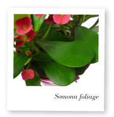 Somona foliage image