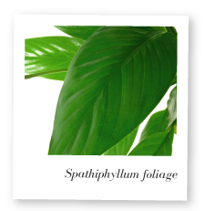 Spathiphyllum Foliage