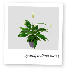 Spathiphyllum Plant