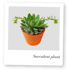 Succulent Plant Image