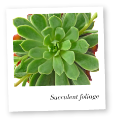 Succulent Foliage Image