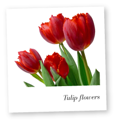Tulip Flowers Photo