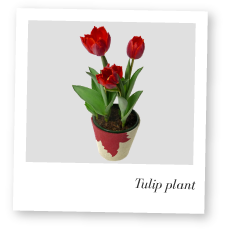 Tulip Plant Photo