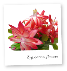 Zygocactus flowers