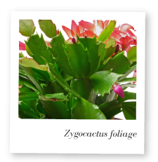 Zygocactus foliage