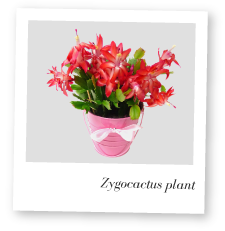 Zygocactus plant